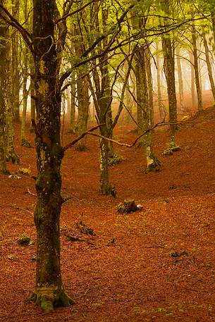 mystical beech