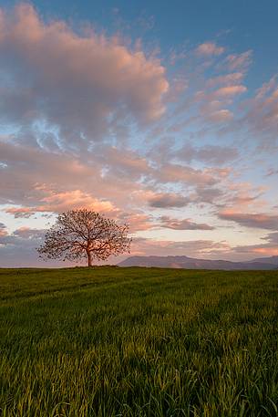 A tree at Sunset