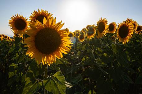 Sunflowers