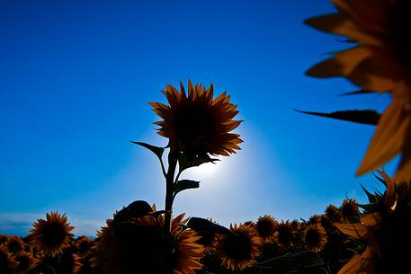 Sunflowers