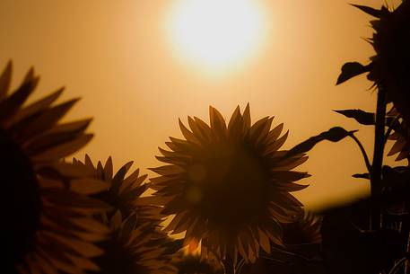 Sunflowers