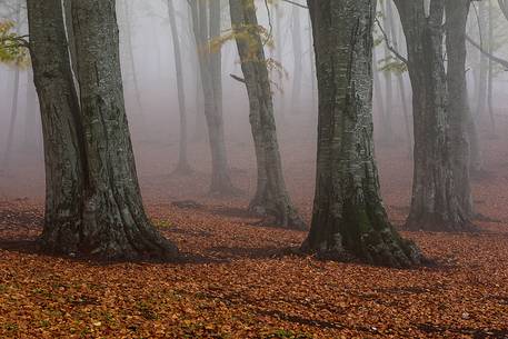 Fog in Forest