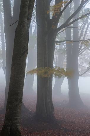 Fog in Forest