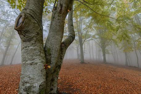 Fog in Forest