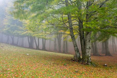 Fog in Forest