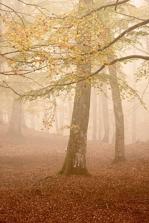 Fog in Forest