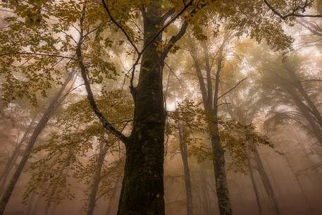 Fog in Forest