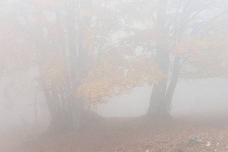 Fog in Forest