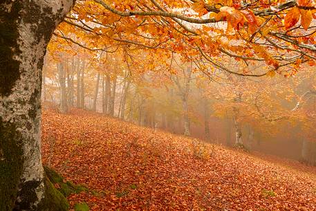 Fog in Forest