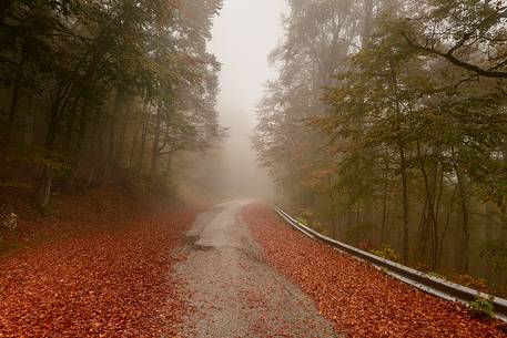 Autumn road