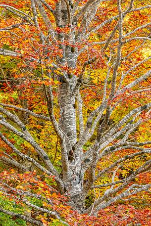 Autumn color