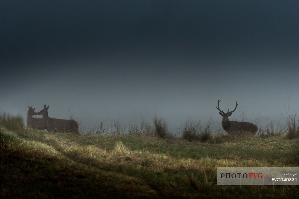 Deers before dawn, Cansiglio forest, Veneto, Italy Deers before dawn, Cansiglio forest, Veneto, Italy