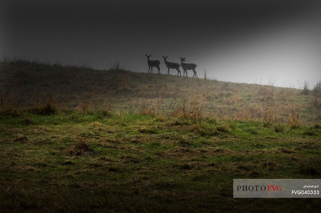 Figures of female deers on the borders of light, Cansiglio forest, Veneto, Italy, Europe Figures of female deers on the borders of light, Cansiglio forest, Veneto, Italy, Europe