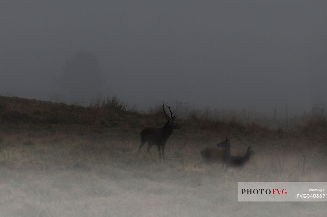 Deers, ghosts on the borders of light, Cansiglio forest, Veneto, Italy, Europe