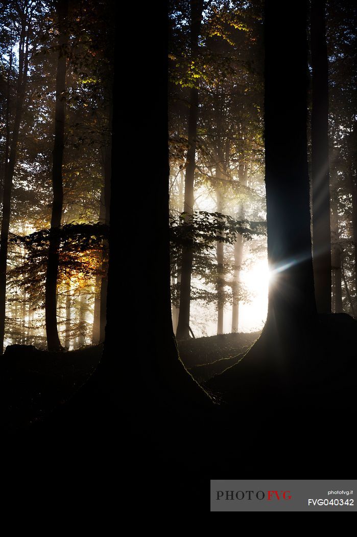 The Cansiglio wood presents itself in this magical autumnal dress at the first light of dawn, Cansiglilo forest, Veneto, Italy, Europe