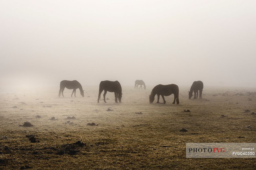 Horses in the fog, Cansiglio plateau, Veneto Italy, Europe.