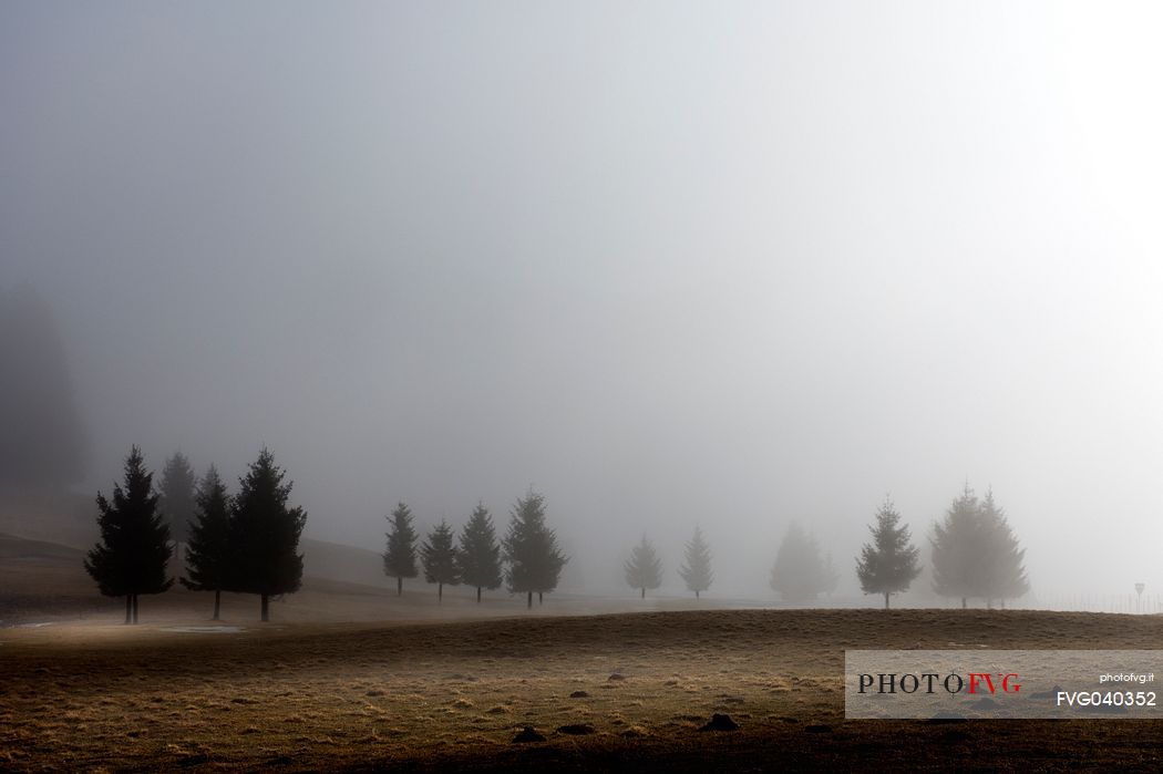 The morning mist envelops the Cansiglio plain in a protective and reassuring embrace, Cansiglio forest, Veneto, Italy, Europe