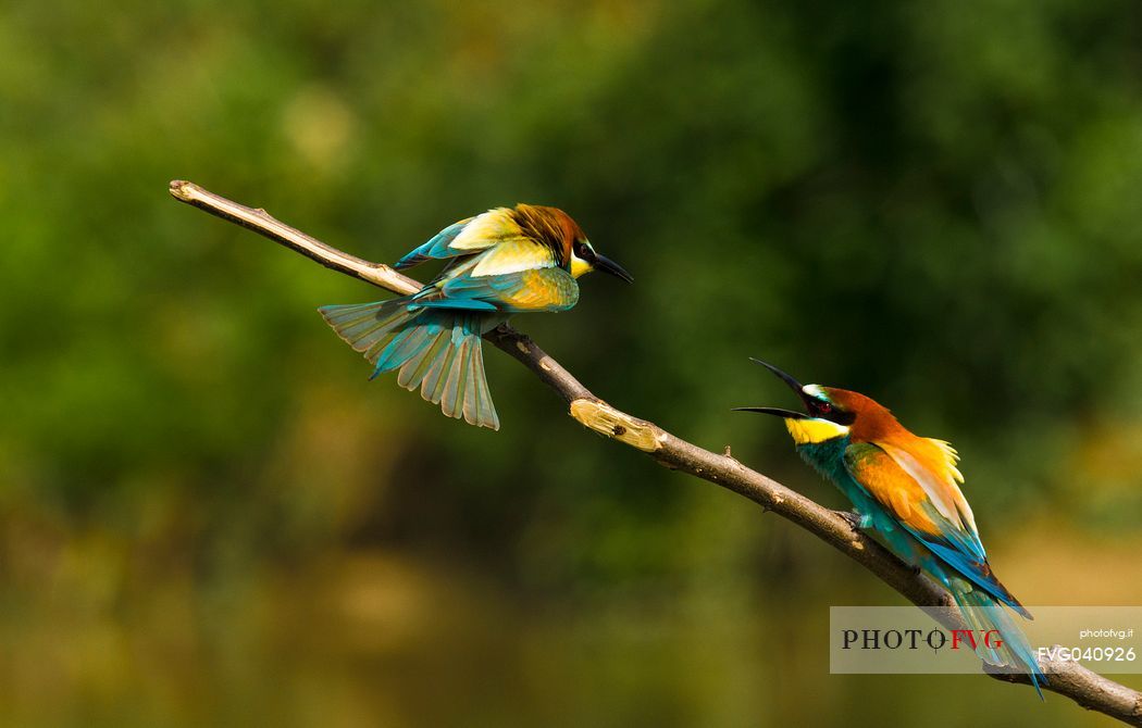 Bee eaters on the branch fight, Merops apiaster