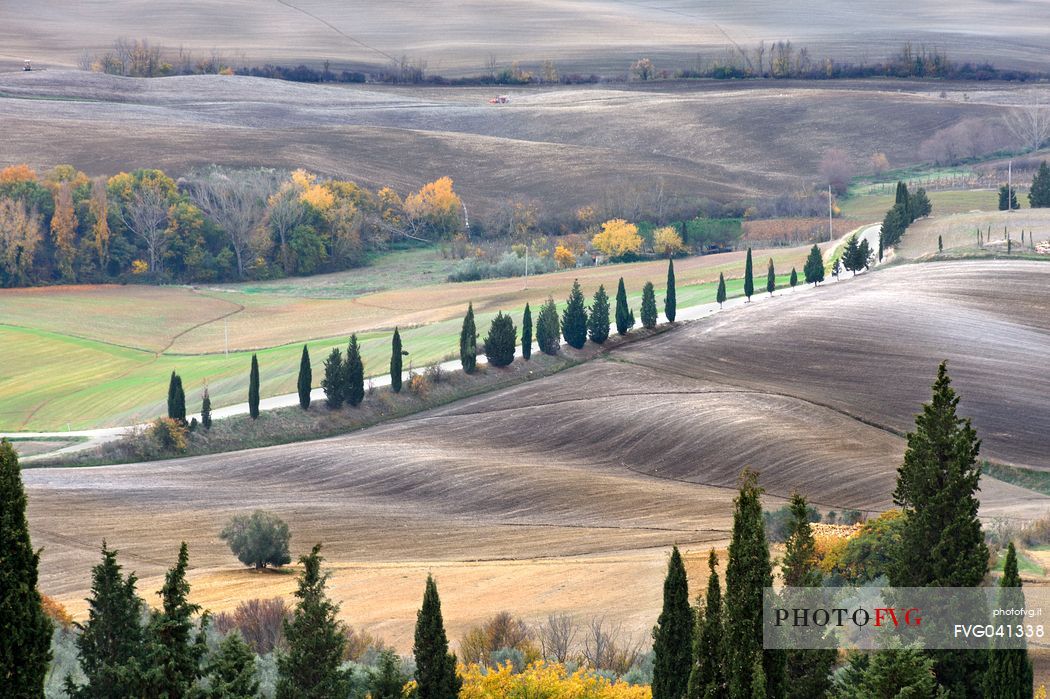 Avenue of cypresses in the hills of the Val d'Orcia or Orcia valley, San Quirico d'Orcia, Tuscany, Italy, Europe Avenue of cypresses in the hills of the Val d'Orcia or Orcia valley, San Quirico d'Orcia, Tuscany, Italy, Europe