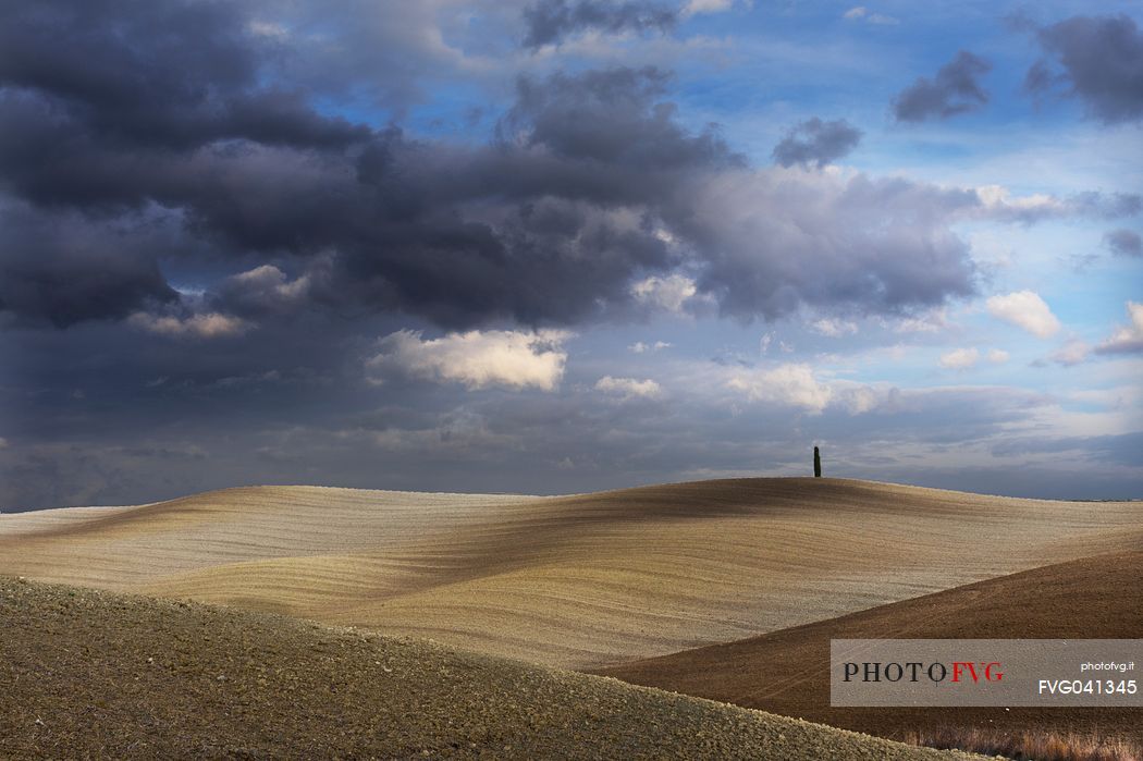 Lonely tree in the autumnal landscape of Val d'orcia or Orcia valley, Tuscany, Italy, Europe