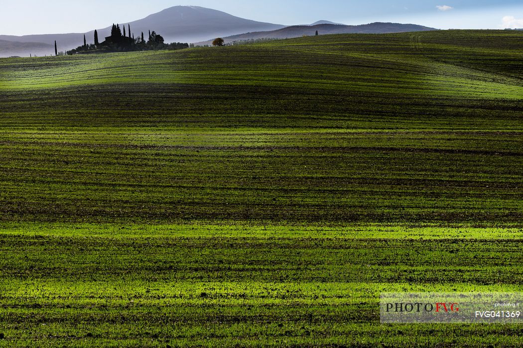 Val d'Orcia striped of green young wheat or oat field on a rolling hillside in late autumn and early winterfield, Orcia valley, Tuscany, Italy, Europe