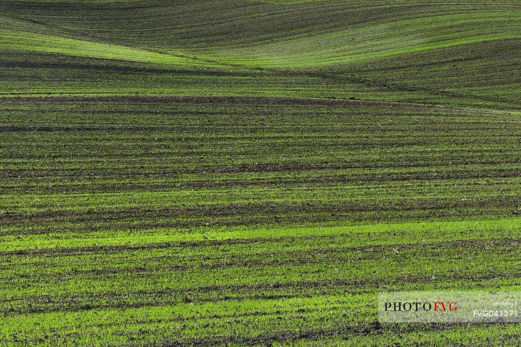 Detail of green young wheat or oat field on a rolling hillside in Orcia valley, Tuscany, Italy, Europe