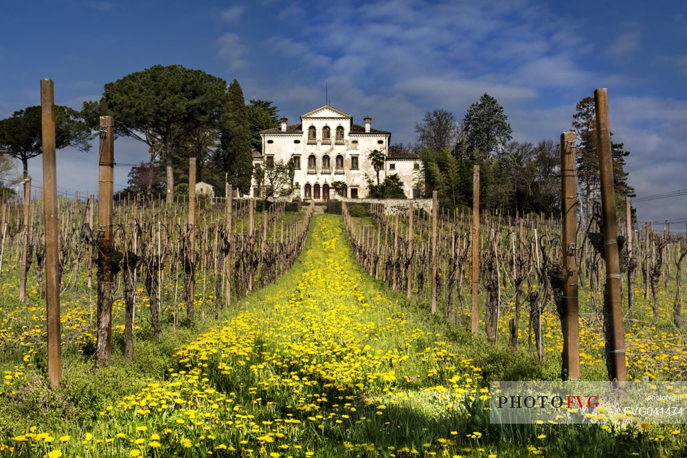 Villa Gera Amadio Maresio called Villa Maresio surrounded by Prosecco vineyards,  Conegliano, Treviso, Italy, Europe