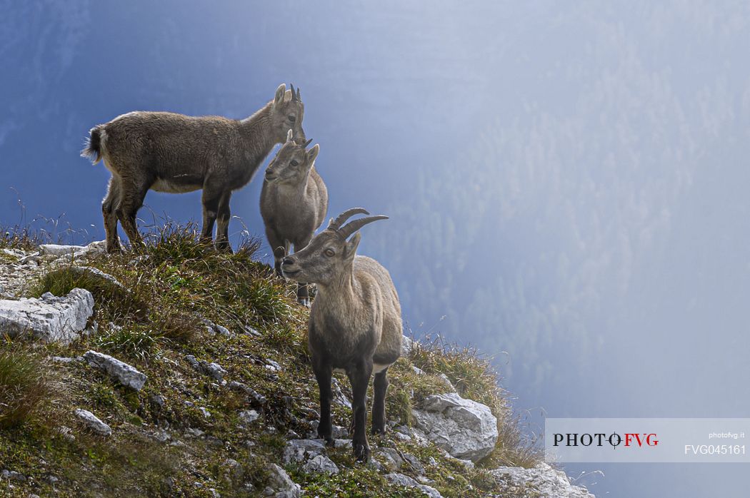 Mother and cubs of ibex on the  path to the Ceria Merlone safeguarded climb on the Montasio mount, Raccolana valley, Julian alps, Friuli Venezia Giulia, Italy, Europe