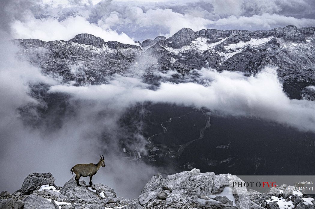 Ibex on the safeguarded climb Ceria Merlone on the Montasio mountain group, privileged spectator in front of the Canin mountain  group, Selle Nevea, Raccolana valley, Julian Alps, Friuli Venezia Giulia, Italy, Europe