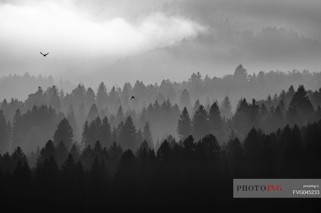 The Cansiglio forest shrouded in fog in the early hours of the day; Cansiglio, Veneto, Italy, Europe