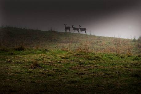 Figures of female deers on the borders of light, Cansiglio forest, Veneto, Italy, Europe Figures of female deers on the borders of light, Cansiglio forest, Veneto, Italy, Europe