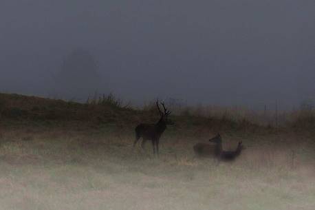 Deers, ghosts on the borders of light, Cansiglio forest, Veneto, Italy, Europe
