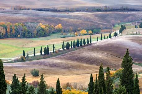 Avenue of cypresses in the hills of the Val d'Orcia or Orcia valley, San Quirico d'Orcia, Tuscany, Italy, Europe Avenue of cypresses in the hills of the Val d'Orcia or Orcia valley, San Quirico d'Orcia, Tuscany, Italy, Europe