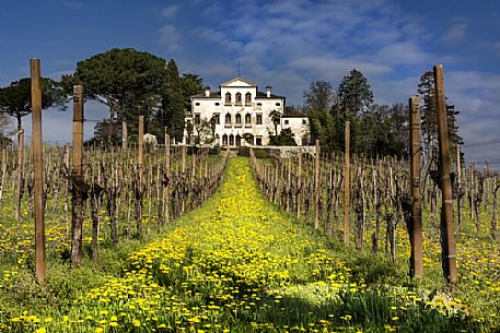 Villa Gera Amadio Maresio called Villa Maresio surrounded by Prosecco vineyards,  Conegliano, Treviso, Italy, Europe