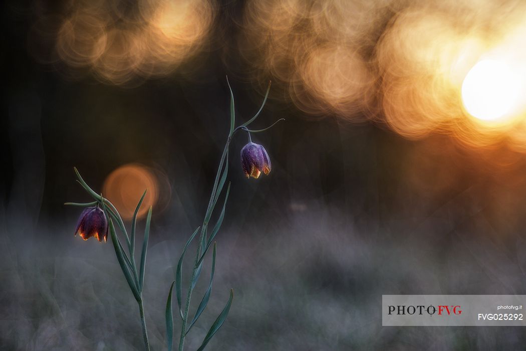 Fritillaria orientalis