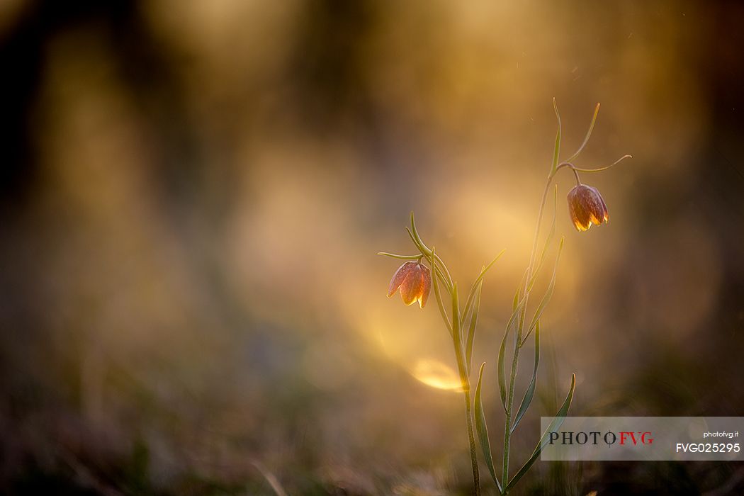 Fritillaria orientalis