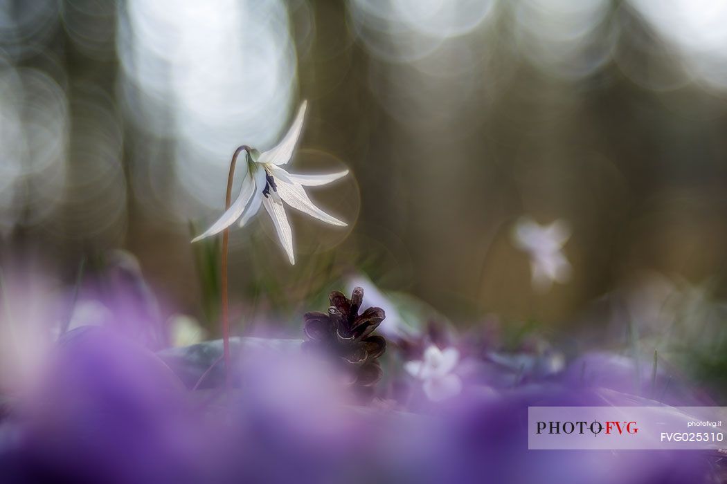 Dogtooth violet.Erythronium dens-canis