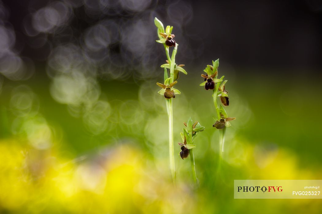 Early Spider-orchid, ophrys sphegodes