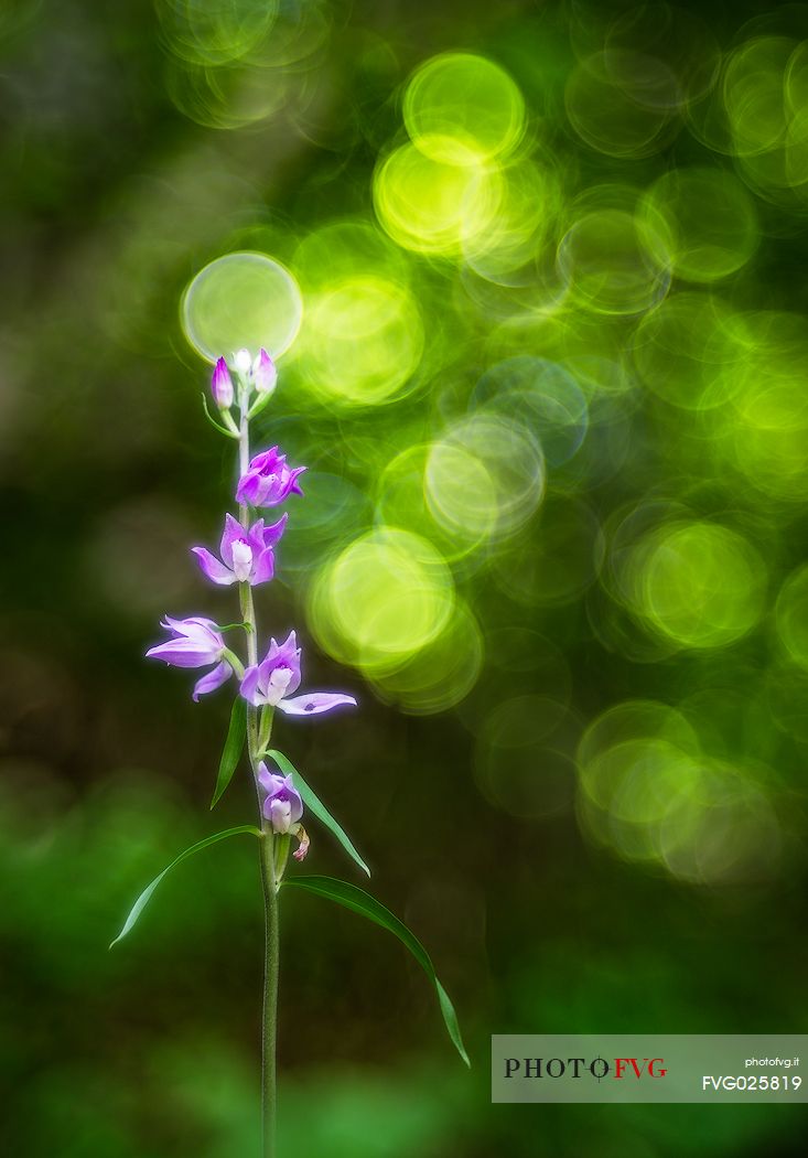 Cephalanthera Rubra, wild orchid