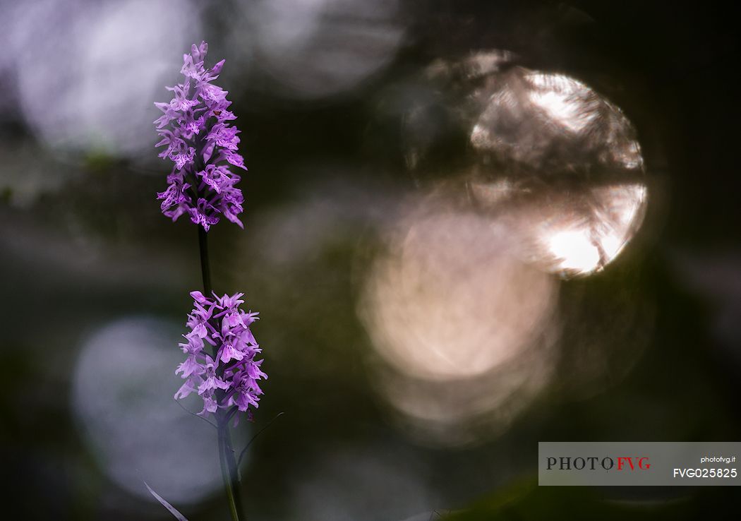 Dactylorhiza fucsii, wild orchid 