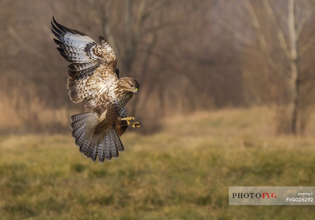 Flying Common buzzard 