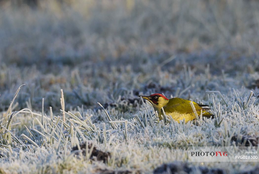 Green woodpecker in the frozen field