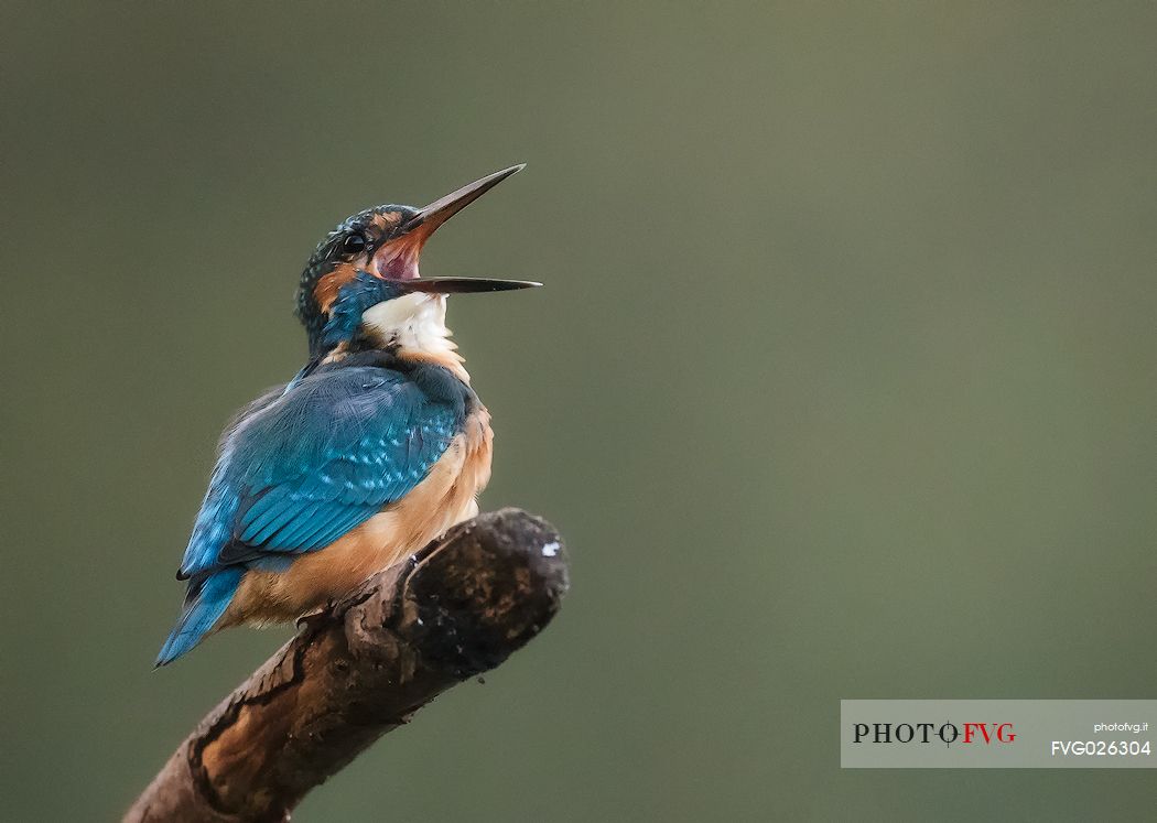 Male Kingfisher singing