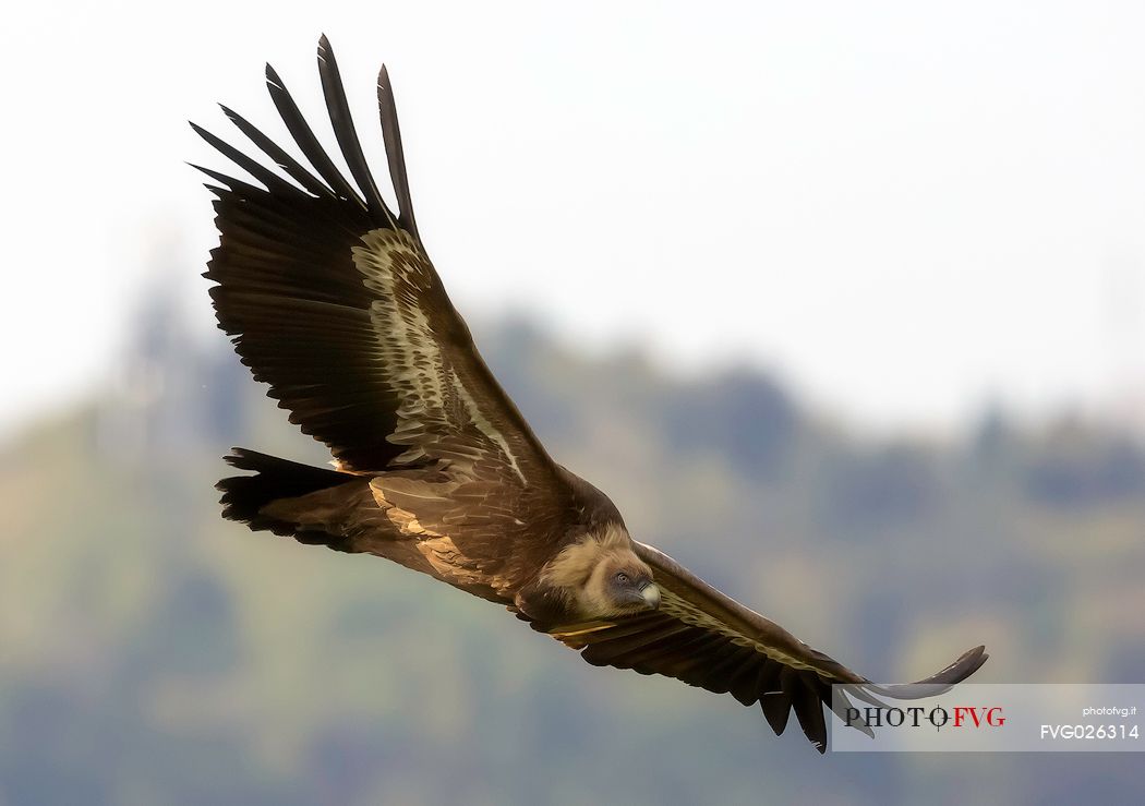 Flying Griffon vulture