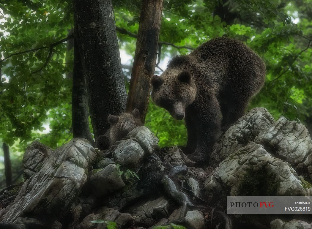 Brown female european bear with cub