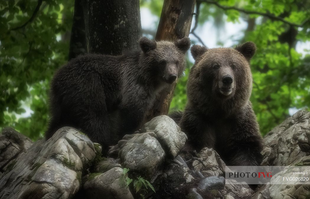 Brown female european bear with cub