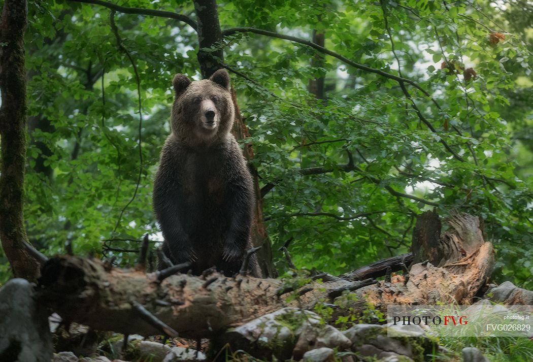 Brown european cub