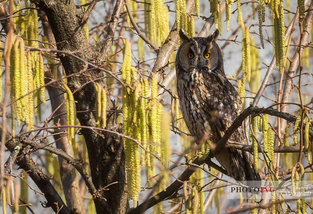 Long eared owl