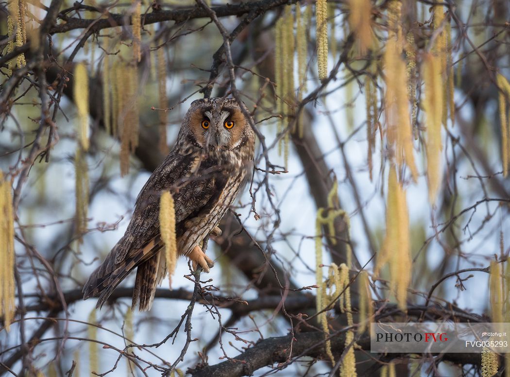 Long eared owl