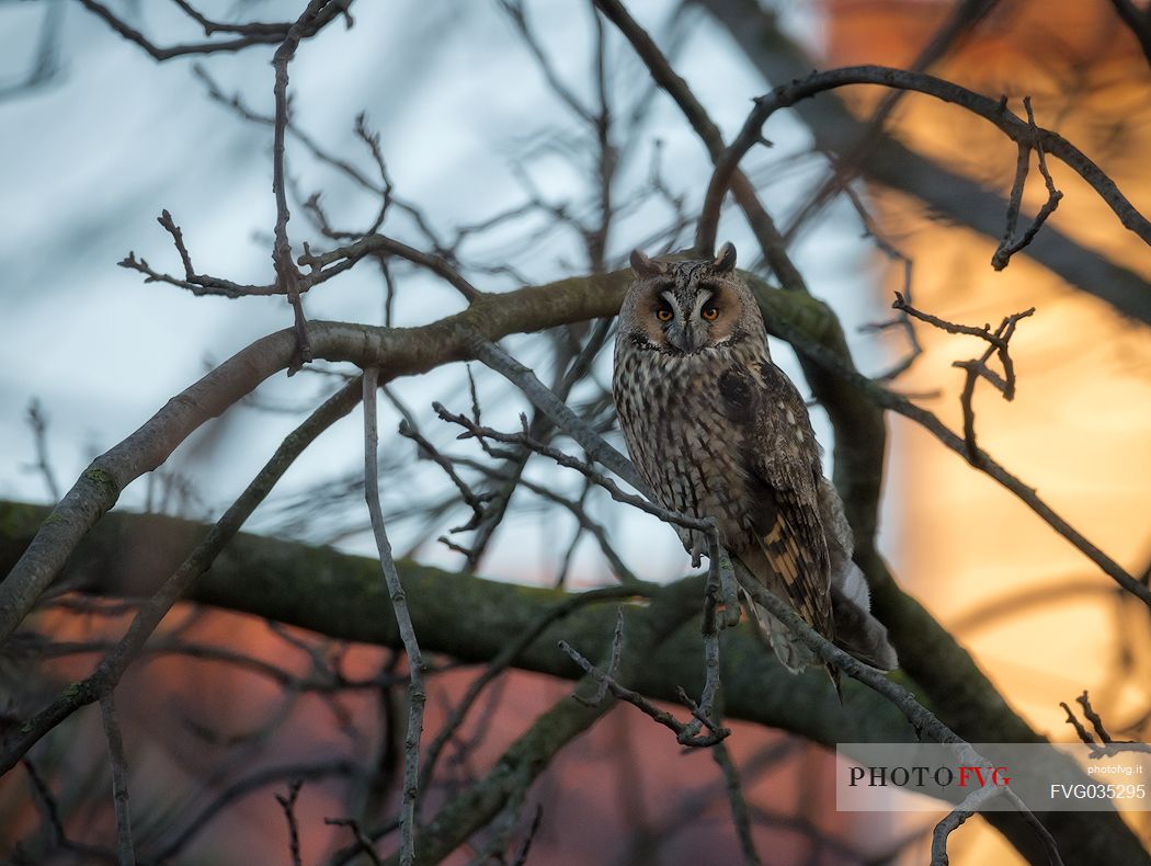 Long eared owl